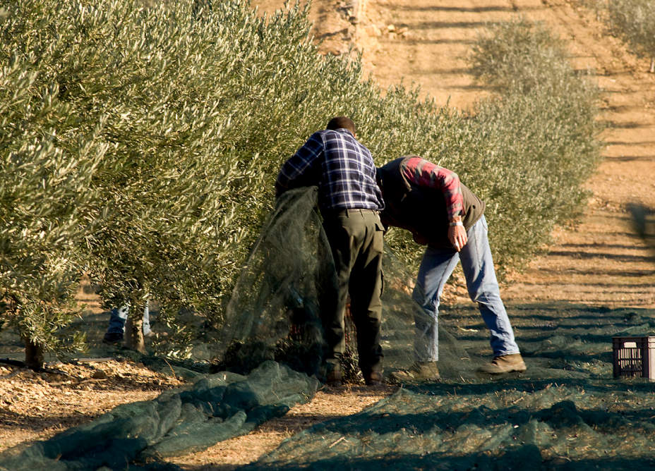Cueilleurs d'olives dans les collines du Haut-Var