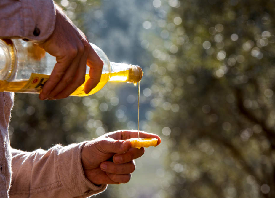 Dégustation d'huile d'olive dans une oliveraie